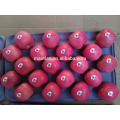 fresh apple fruit wholesale distributors